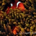 anemonefish_spinecheek_mid_h_0705_png1344.jpg